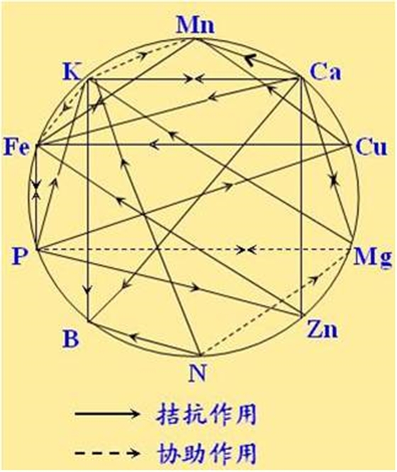 原料型鉀肥和鎂肥為什么會(huì)發(fā)生拮抗？