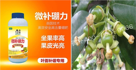 蜜柚促花壯花除了補(bǔ)磷還需要補(bǔ)硼鋅？