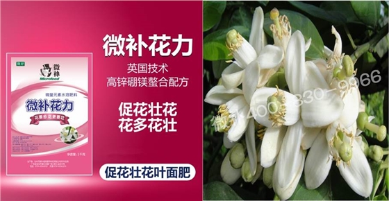 蜜柚促花壯花除了補(bǔ)磷還需要補(bǔ)硼鋅？