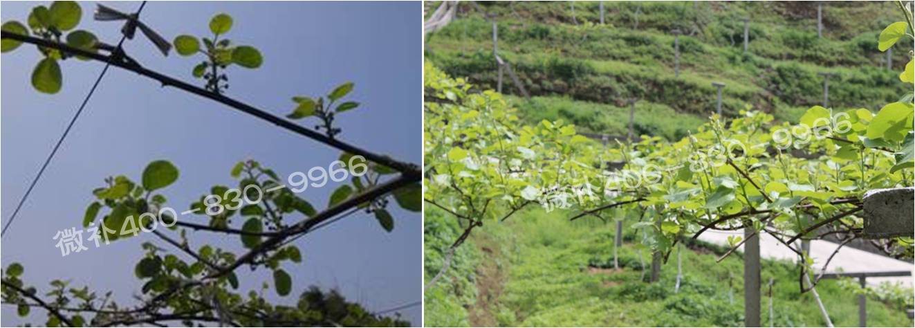 獼猴桃萌芽期如何施肥，才能促進萌芽齊、萌芽壯？