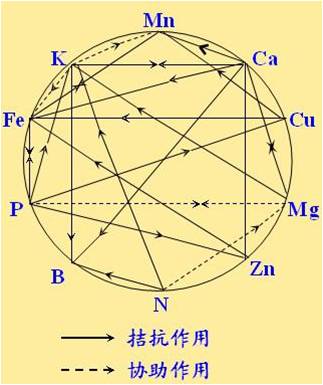 原料型鉀肥和鎂肥為什么會發(fā)生拮抗？