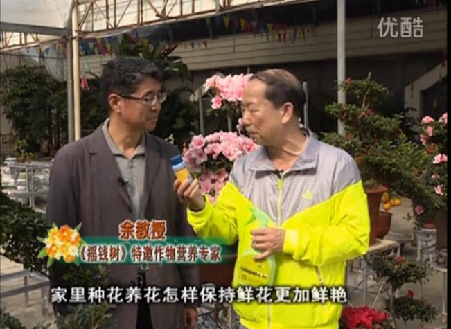 20160118珠江臺(tái)搖錢樹(shù)：家庭花卉用綠夫人600度鮮花營(yíng)養(yǎng)液，花開(kāi)鮮艷、花期長(zhǎng)