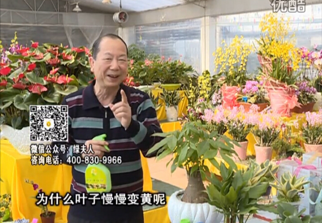 20160307珠江臺搖錢樹：陰生植物也不好種，黃葉多長勢弱？用綠夫人來呵護(hù)