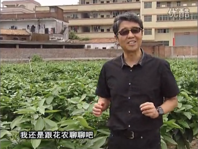 20160606珠江臺(tái)搖錢樹：觀葉植物用微補(bǔ)方案，壯根提長(zhǎng)、保葉抗病好！