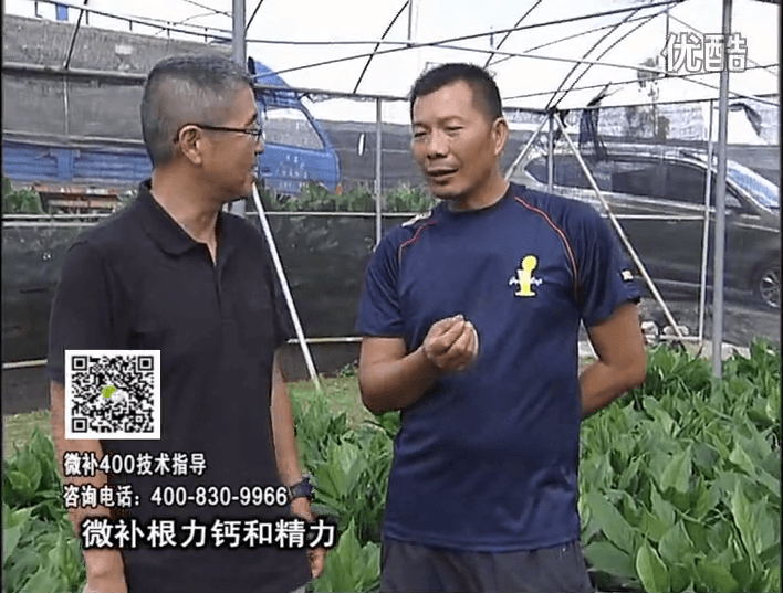 珠江臺搖錢樹：盆栽綠植澆施微補根力鈣+精力，促根多長勢青綠