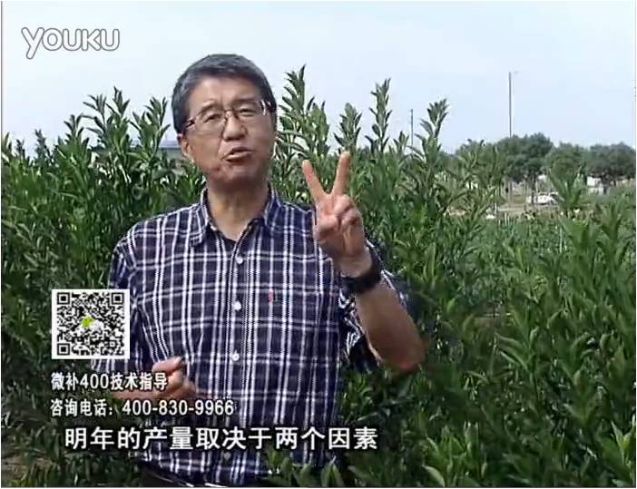 20161205珠江臺(tái)搖錢樹：柑橘噴施微補(bǔ)花力+碧力、下因迪樂有機(jī)肥，促花恢復(fù)長(zhǎng)勢(shì)好