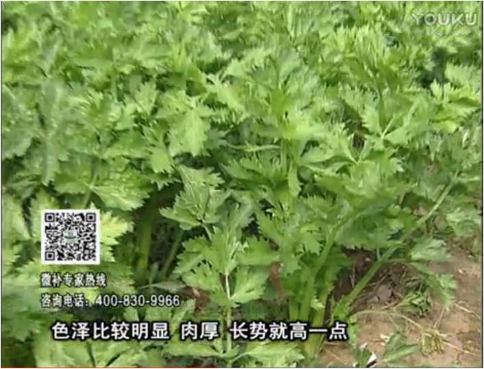 20170109珠江臺搖錢樹：葉菜如何種？長勢好又高產！