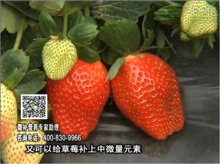 20170123珠江臺搖錢樹：草莓用微補方案，促根苗壯、開花坐果好