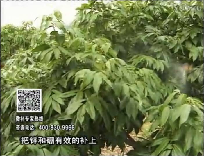 20170213珠江臺搖錢樹：荔枝噴施微補花力+硼力，補充鋅硼健壯來花