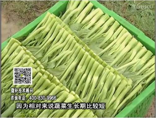 20170306珠江臺搖錢樹：蔬菜澆施微補根力鈣+精力，提高蔬菜長勢，減少病害，提高收益