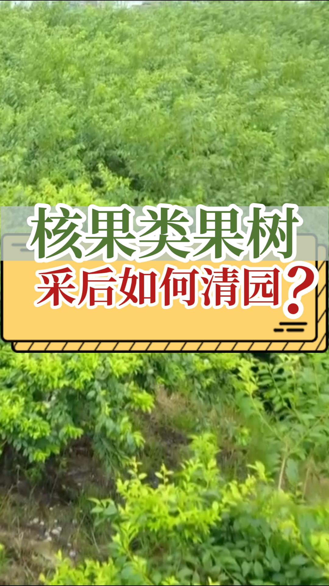 桃李杏采后清園