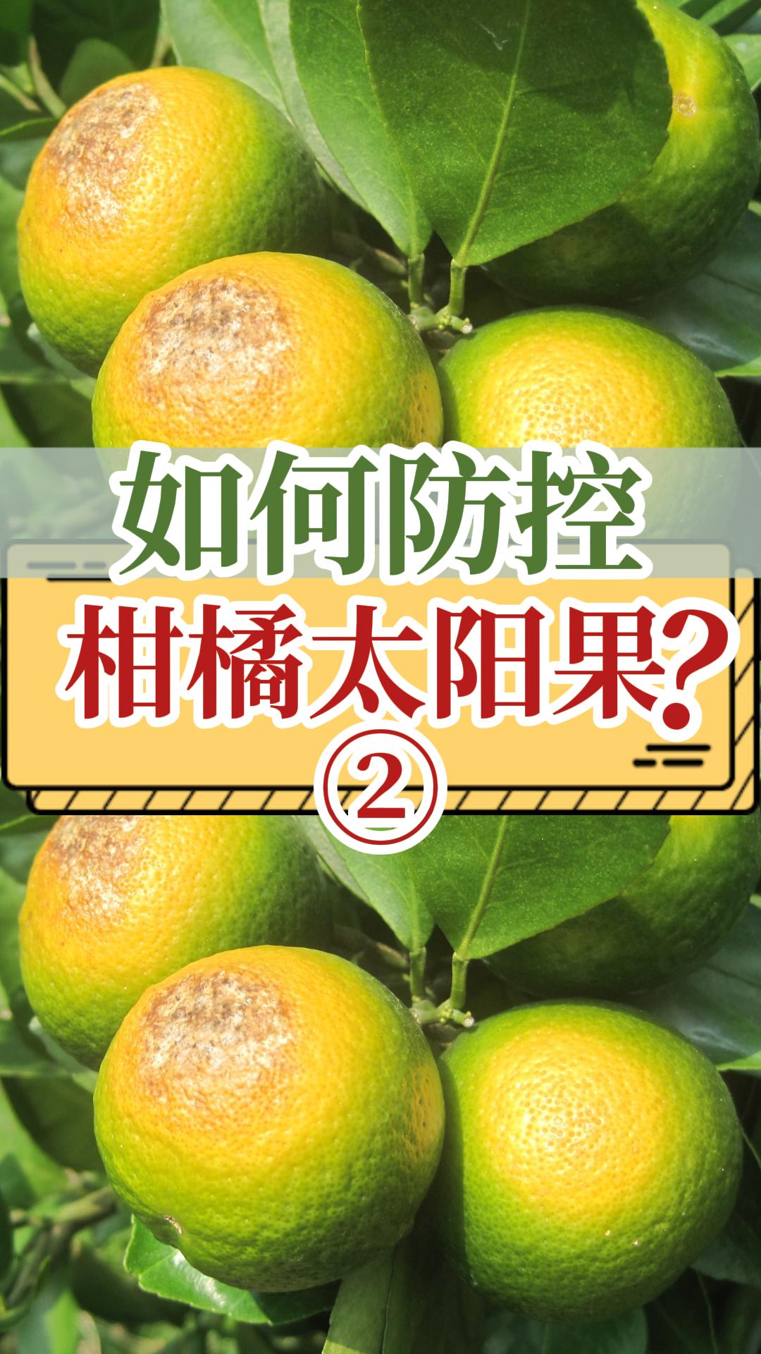 柑橘防控太陽果方法