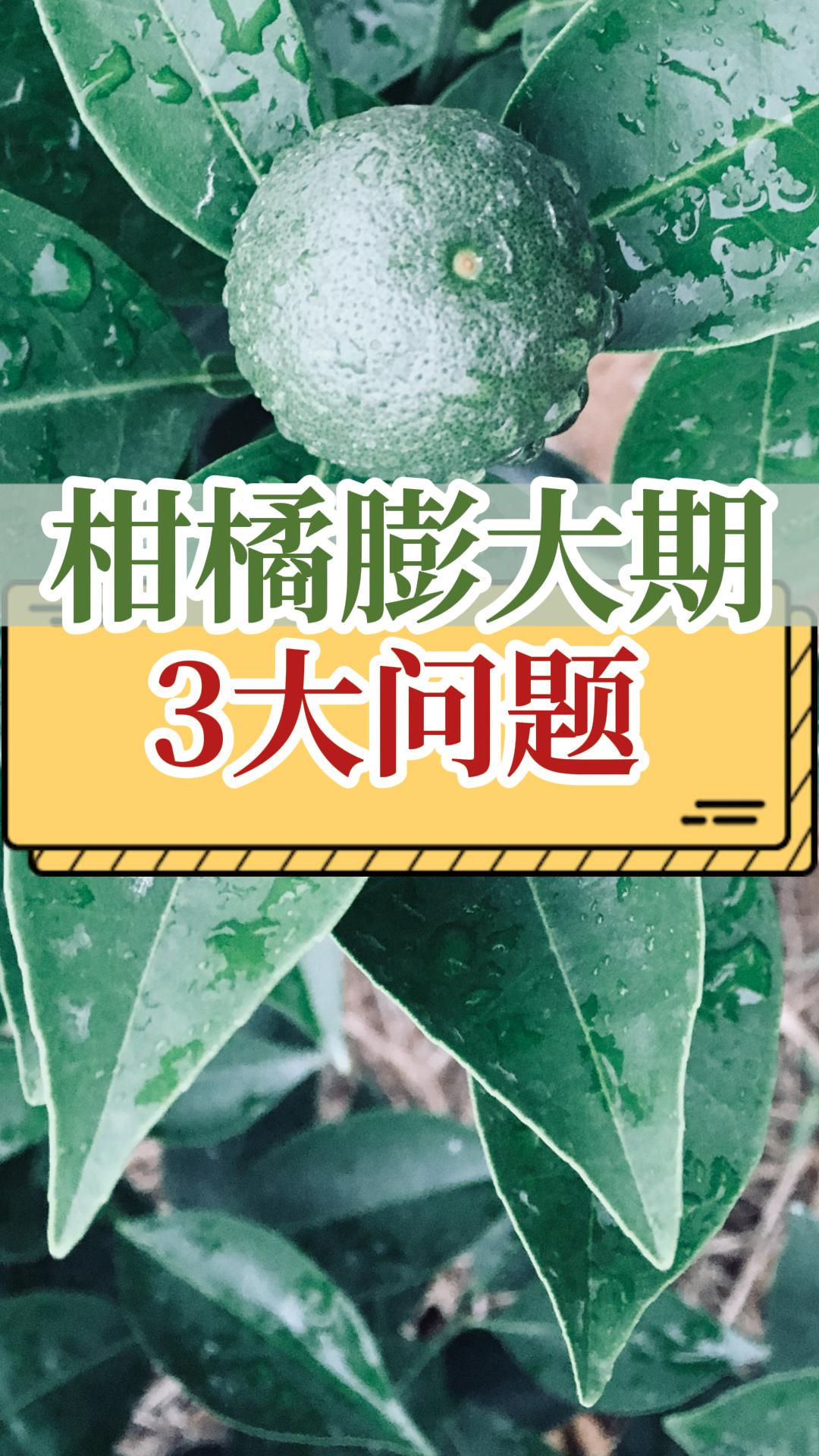 柑橘膨大期常見的3個問題