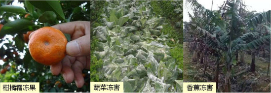 讓作物安全過冬的實用小妙招，速看