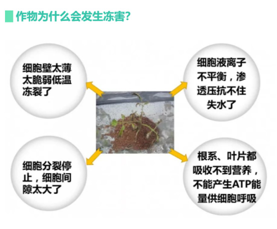 讓作物安全過冬的實用小妙招，速看