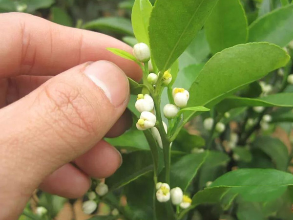沃柑茂谷柑來花多要疏花，促花工作就不做了，小心花多不壯