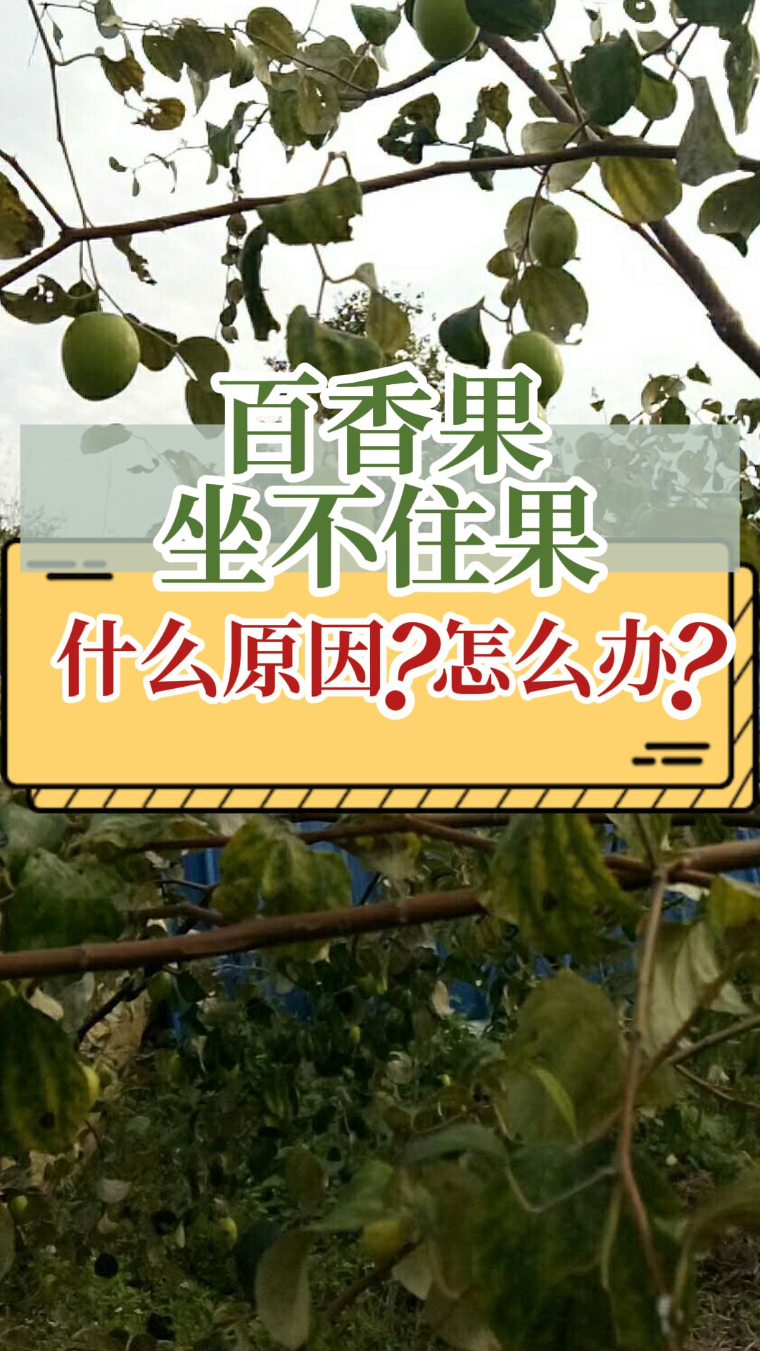 百香果坐不住過果什么原因