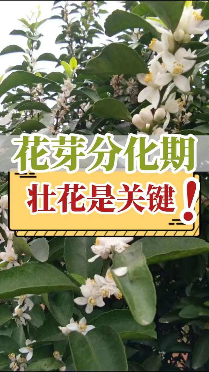 花芽分化期，壯花是關鍵！