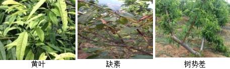 核果類營養(yǎng)方案