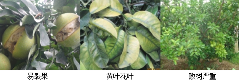 蜜柚營養(yǎng)方案