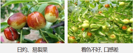 冬棗營(yíng)養(yǎng)方案