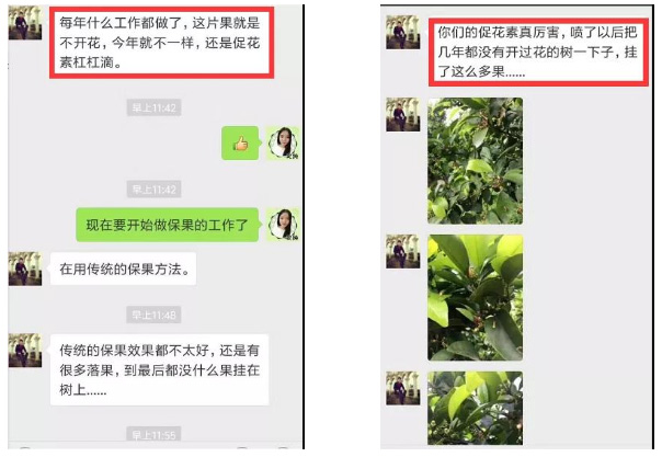 秋梢期，柑橘果農(nóng)都在做這件事……