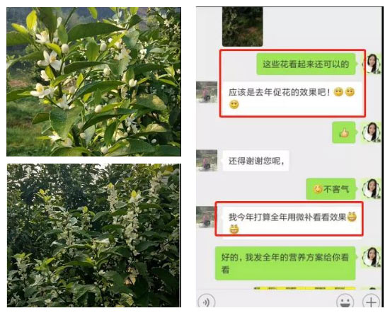 秋梢期，柑橘果農(nóng)都在做這件事……