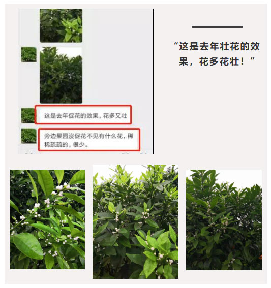 秋梢期，柑橘果農(nóng)都在做這件事……