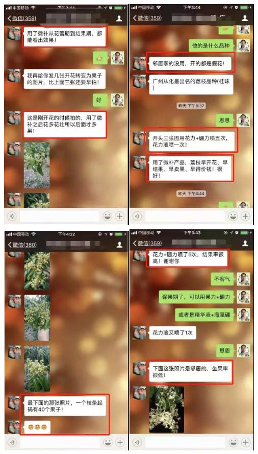 荔枝園連年高產(chǎn)，秘訣在這里