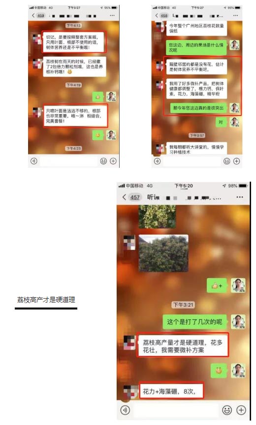 荔枝園連年高產(chǎn)，秘訣在這里